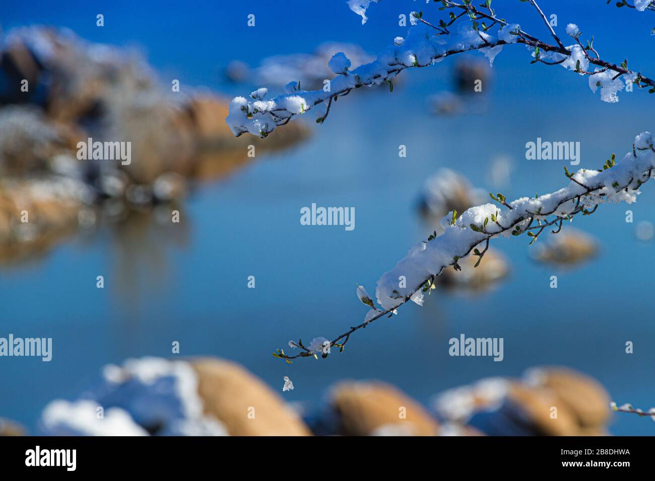 Primo piano di una pianta con neve fresca sugli arti e uno sfondo sfocato. Foto Stock