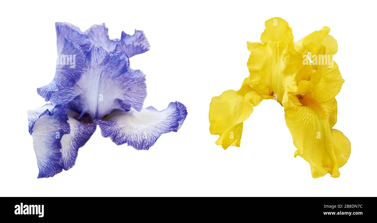 Fiori iris di colore blu e giallo isolati su sfondo bianco. Set di due bellissime iridi. Foto Stock