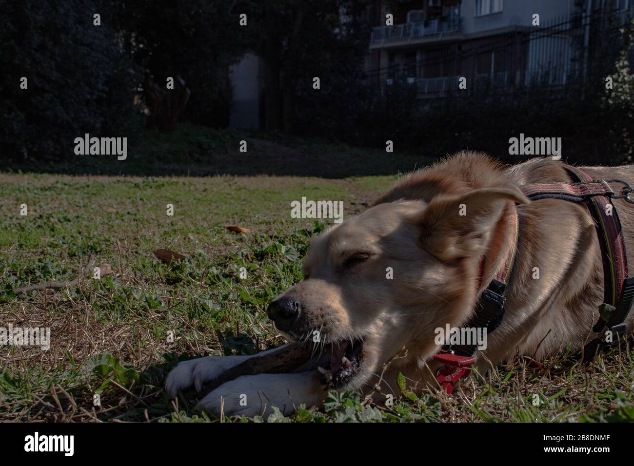 Roma Italia. Un meticcio cane gioca gratis al parco, insegue la sfera, lo afferra e lo porta all'indietro. Foto Stock