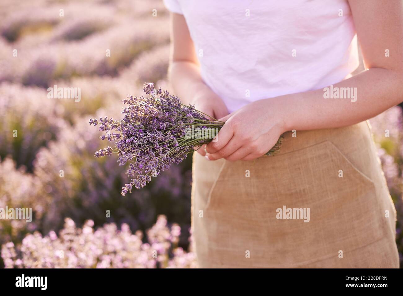 fiorista cerca i migliori fiori freschi nei campi di lavanda Foto Stock