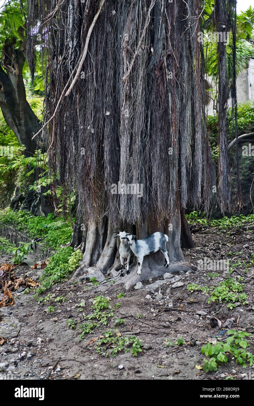 Due capre bianche con macchie nere sotto un enorme vecchio albero di liana. Baucau, Timor est Foto Stock