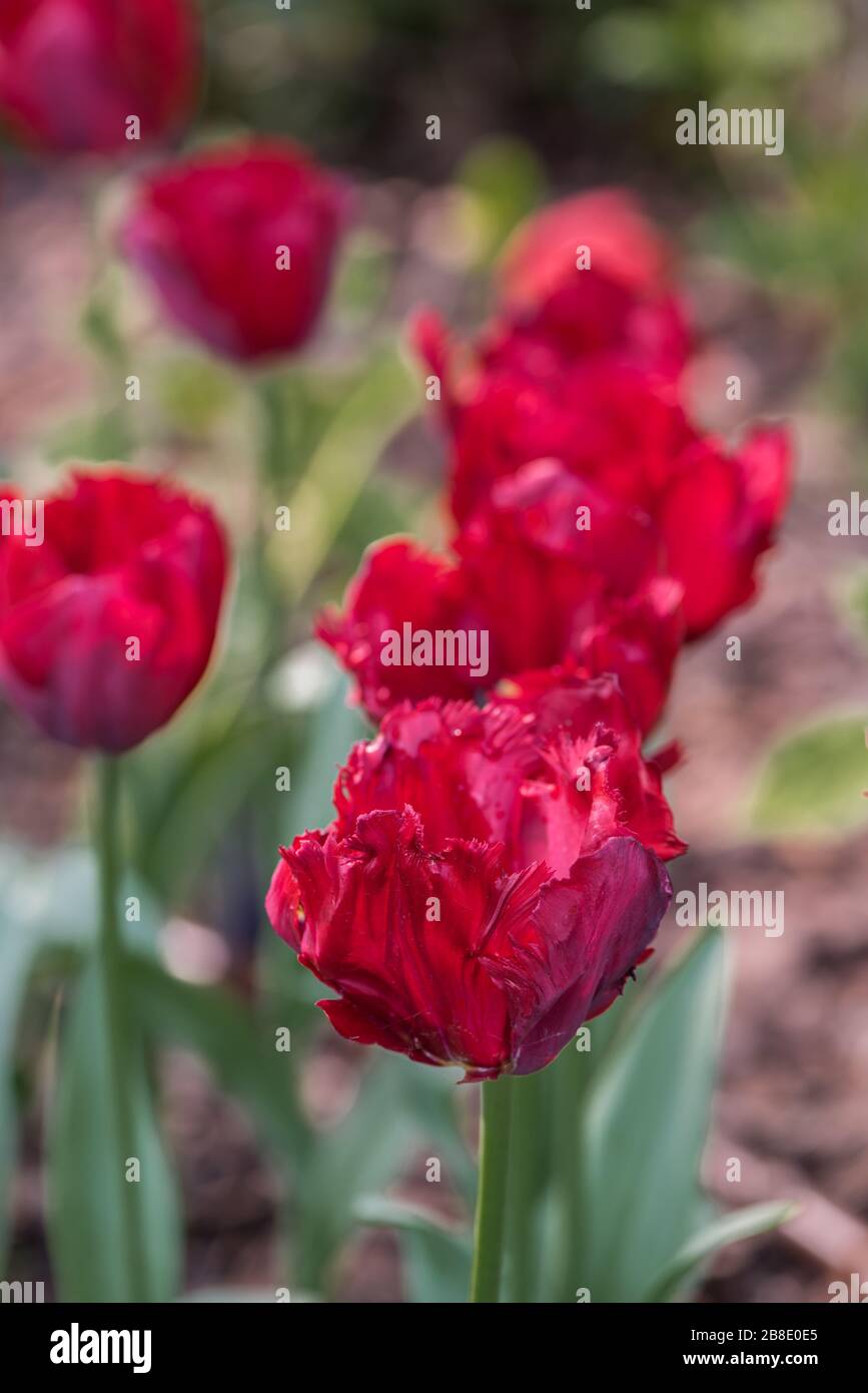 Tulipani rossi in piena fioritura. Foto Stock