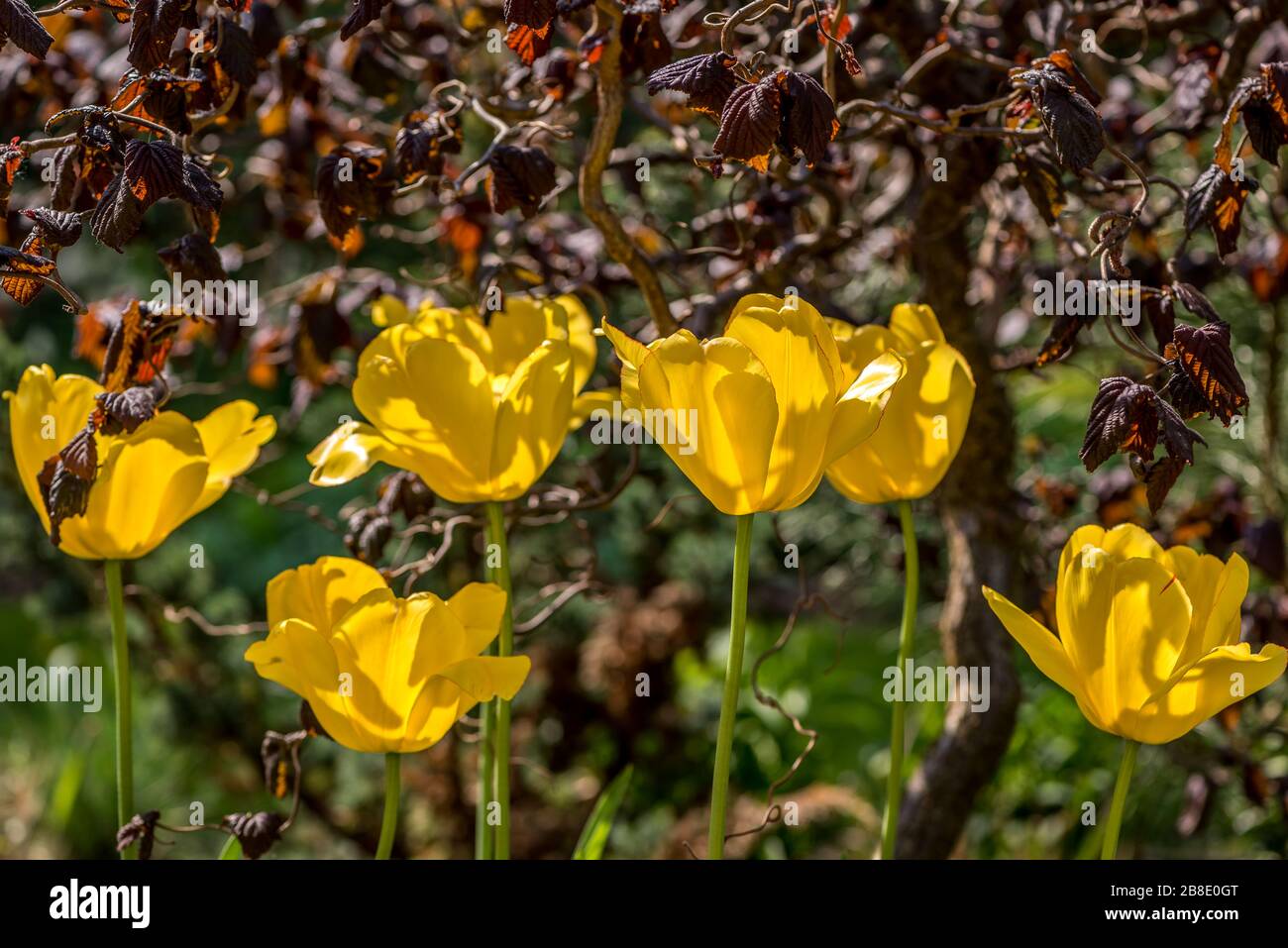 Tulipani gialli che fioriscono sotto Corylus "Red Majestic" Foto Stock