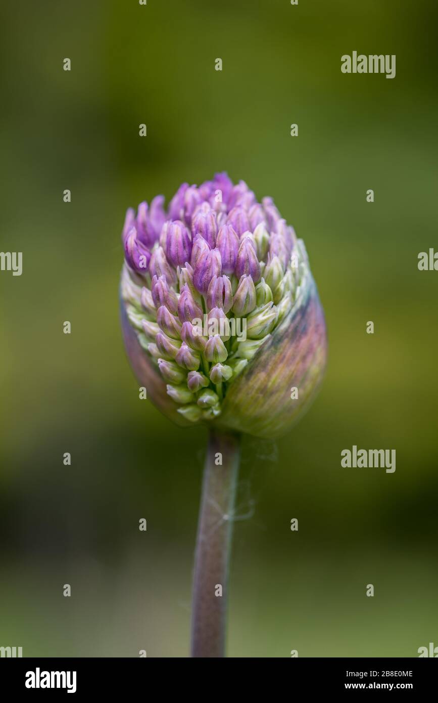 Allium sphaerocephalon Foto Stock