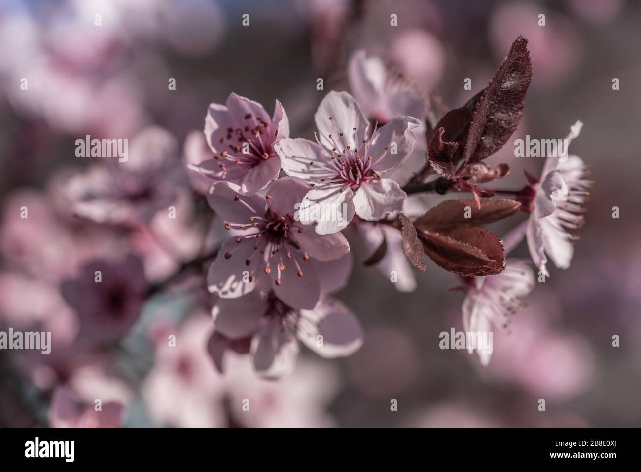 Fioritura Prunus x cerasifera 'Pissardi' Foto Stock