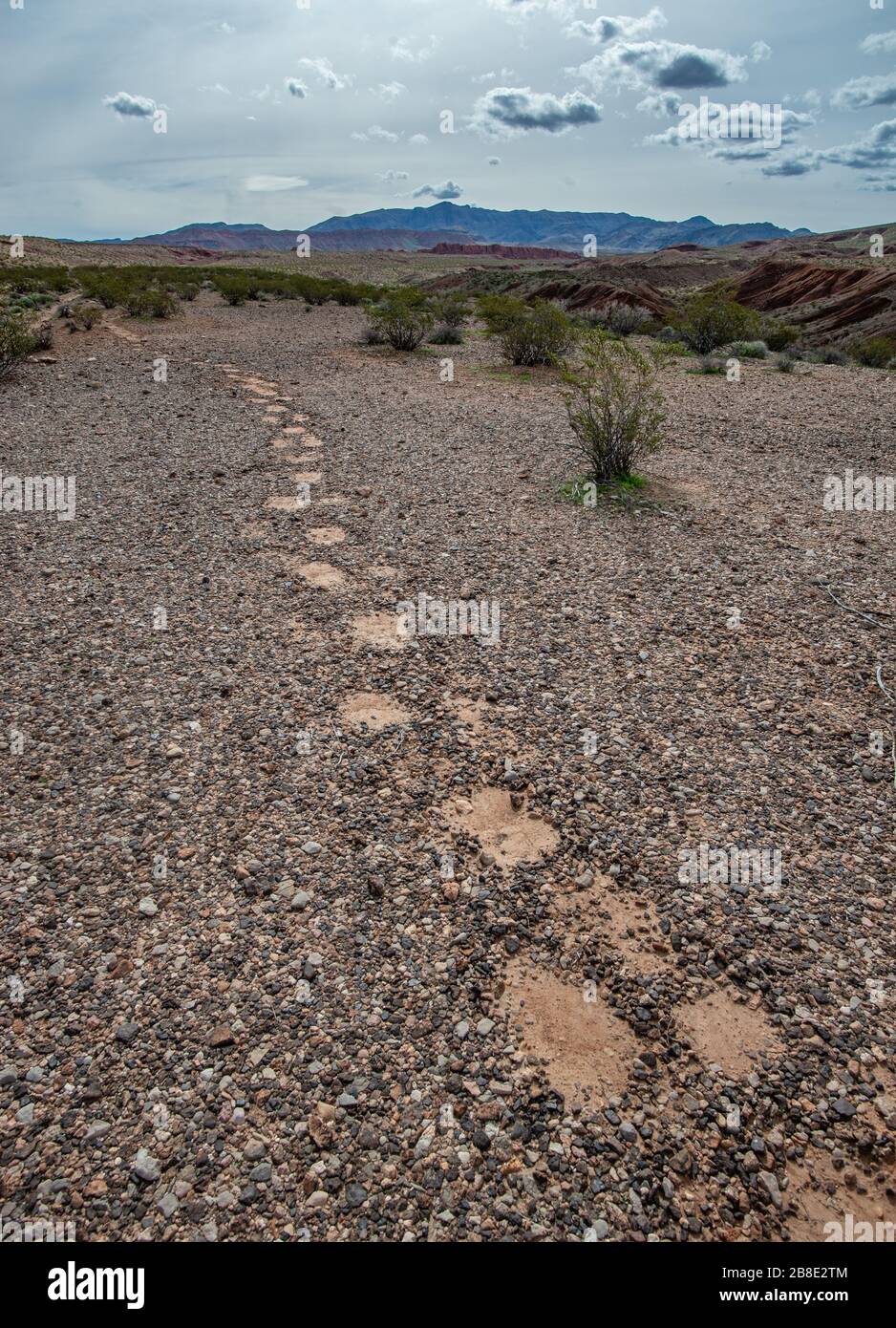 La cosa più strana vecchio sentiero che io abbia mai visto attraversare un bel tratto di deserto di marciapiede con singole impronte. Foto Stock