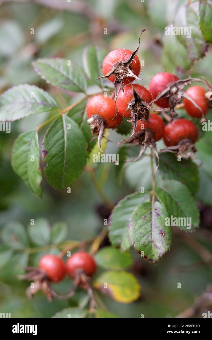 Rosa moyesii 'Harlilling' - Rosa hip - Agosto Foto Stock