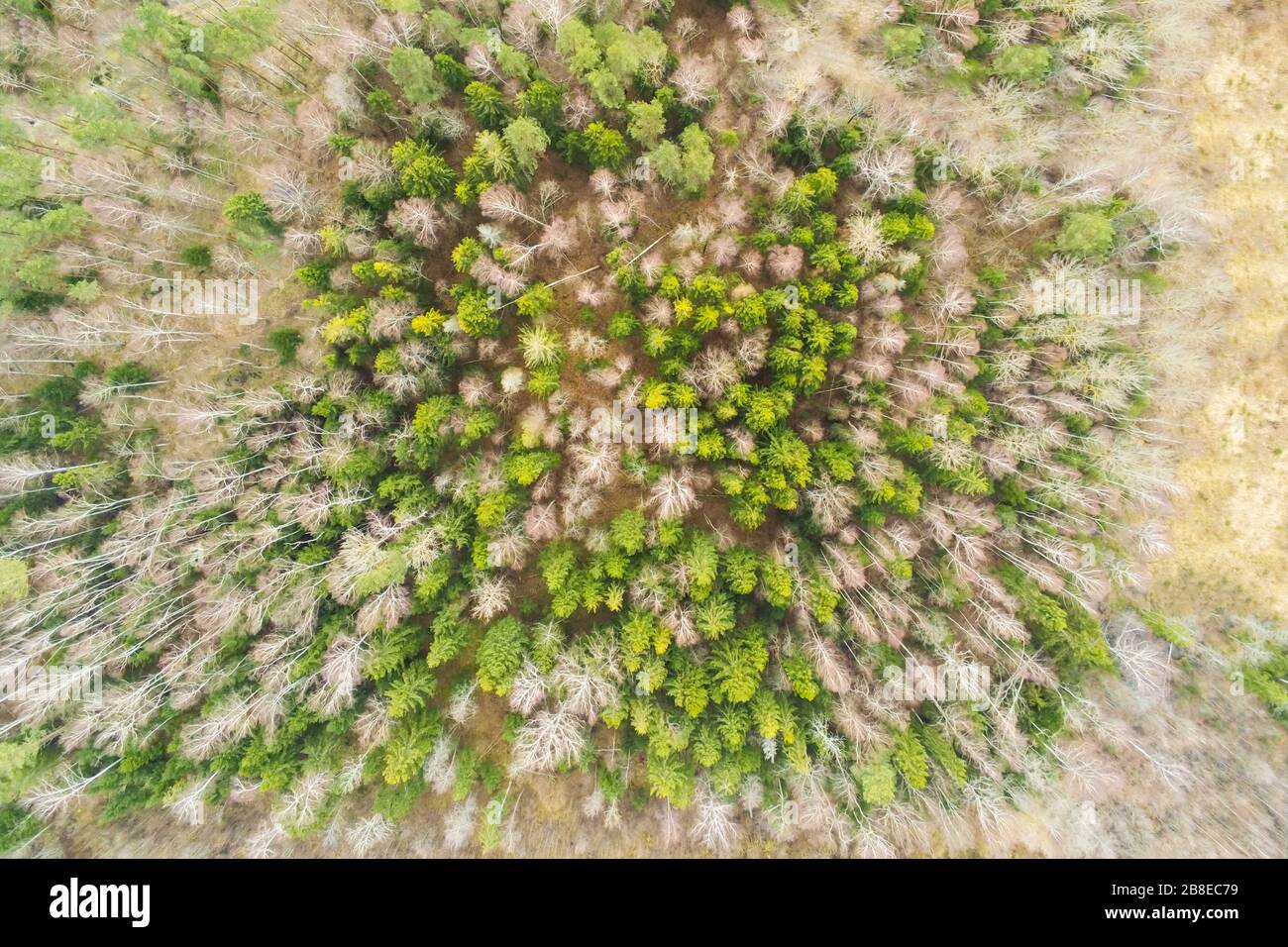 Bellissimo scenario naturale di foresta mista in primavera. Vista aerea dal drone Foto Stock