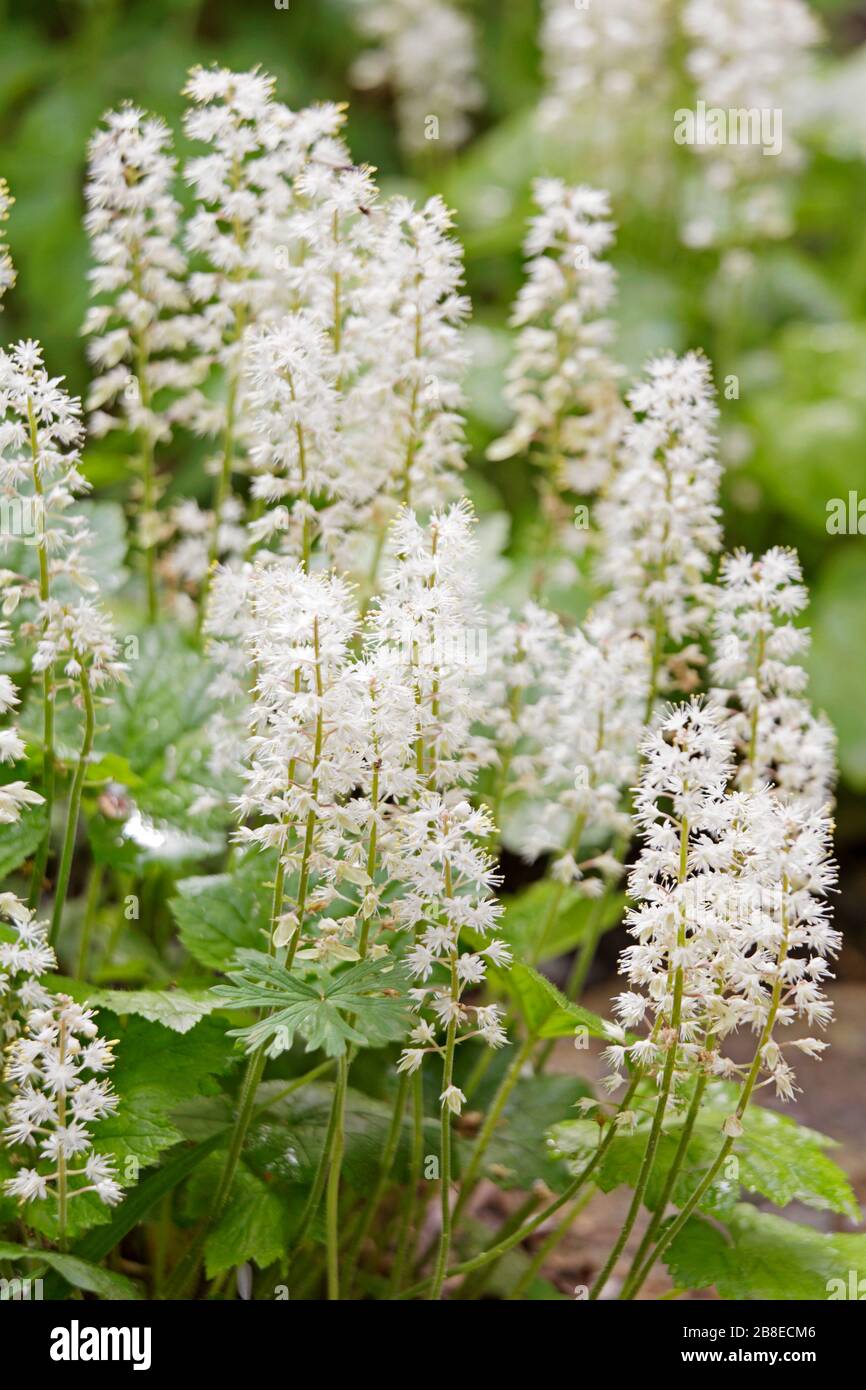 Tiarella cordifolia 'collina', saxifrage - fiore in schiuma - Aprile Foto Stock