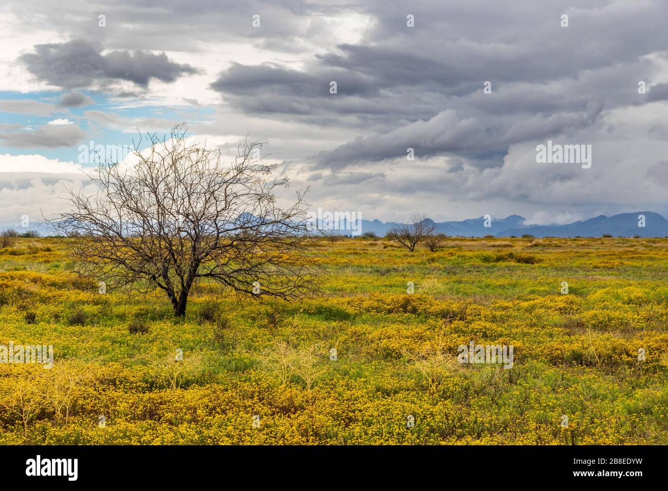 Barren albero in campo di fiori gialli, nel deserto di sonora dell'Arizona a ovest di Phoenix. Tempesta nuvole sopra. Foto Stock