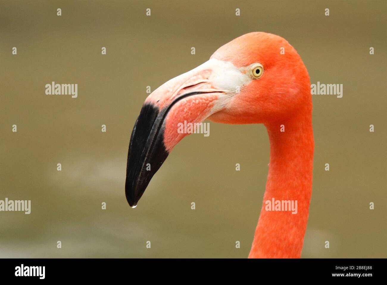 Il becco che soffia di un grande Flamingo Foto Stock