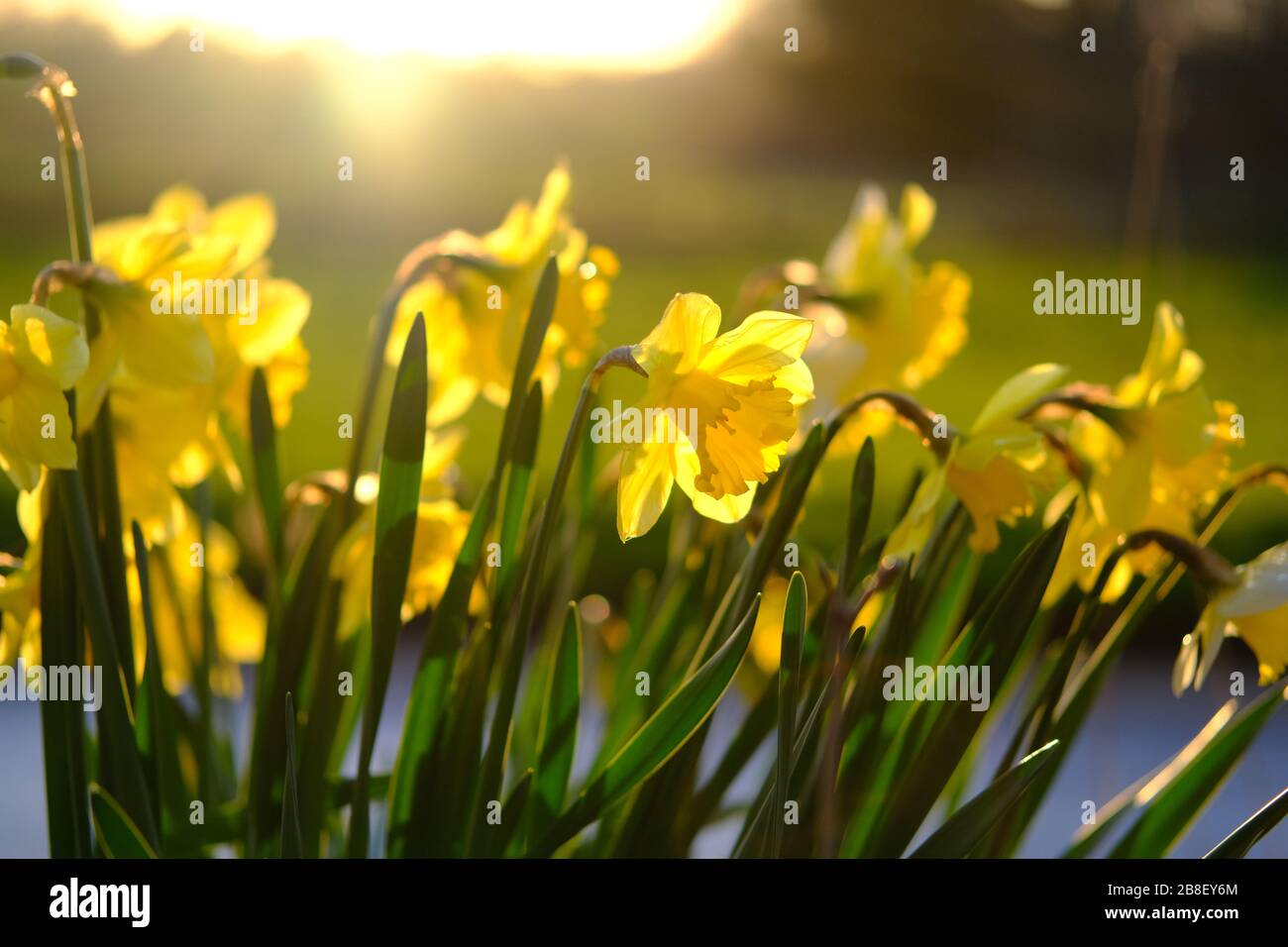 Il tradizionale fiore di narcisi con petali gialli e bianchi. I narcisi sono i fiori primaverili più belli. Preso a Staffordshire, Regno Unito. Foto Stock
