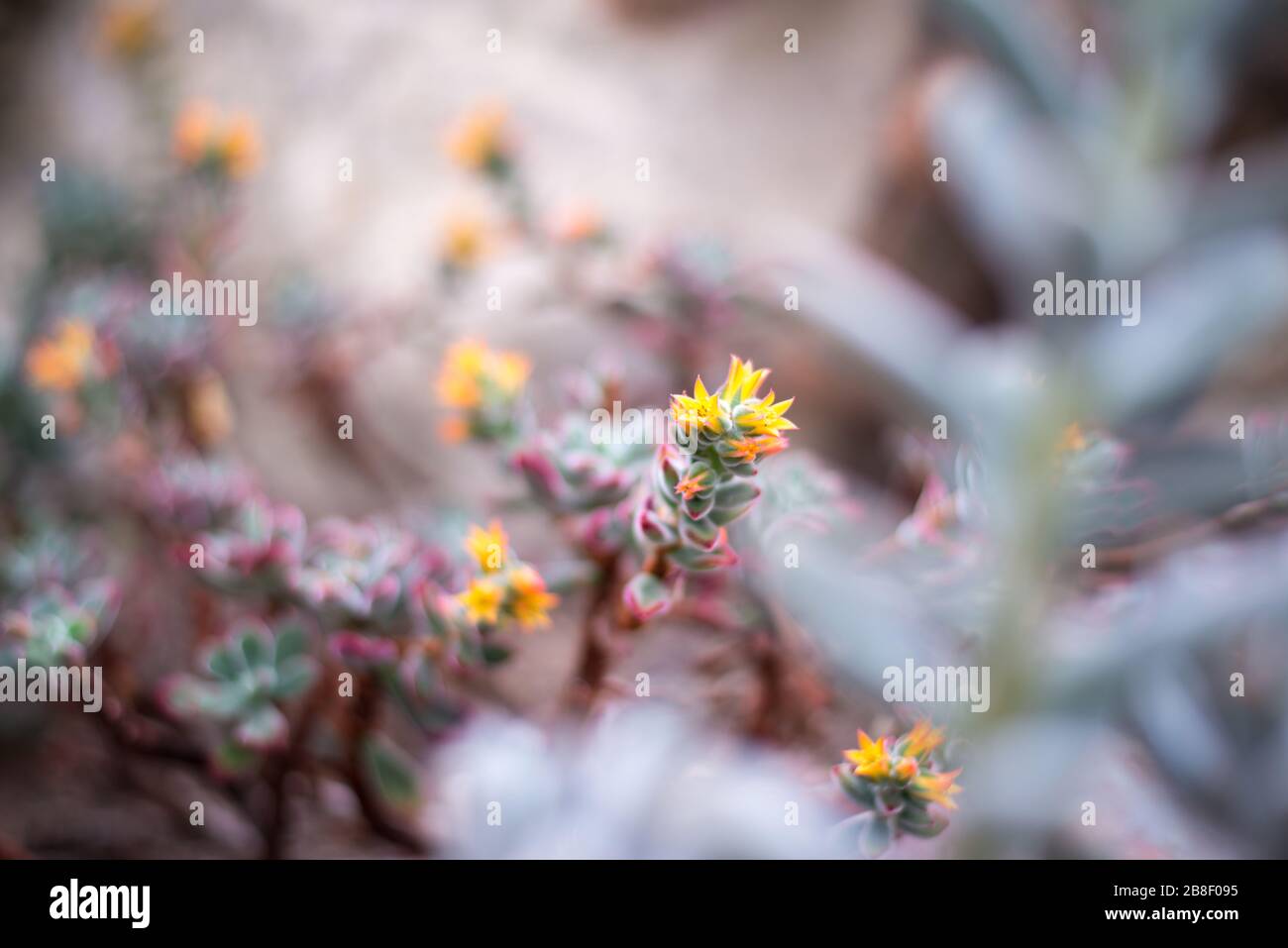 Fiori succulenti nel Conservatorio della Principessa del Galles, Royal Botanical Gardens a Kew, Richmond, Londra Foto Stock