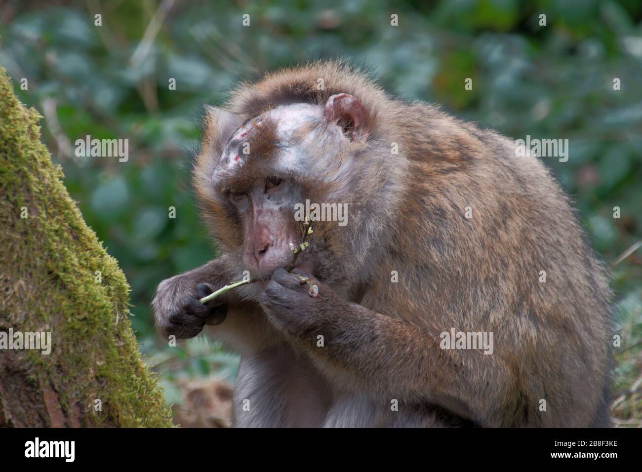 Barbary macaques a Monkey Forest, Trentham Estate, Regno Unito Foto Stock