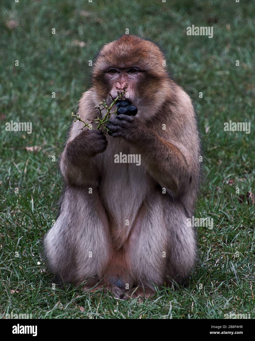 Barbary macaques a Monkey Forest, Trentham Estate, Regno Unito Foto Stock