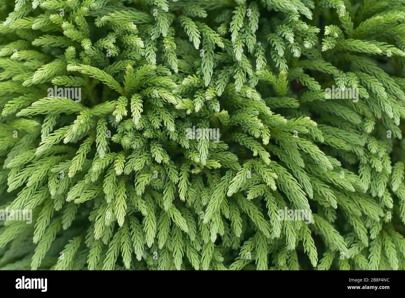 Cedro giapponese rami di Cryptomeria japonica sfondo Foto Stock