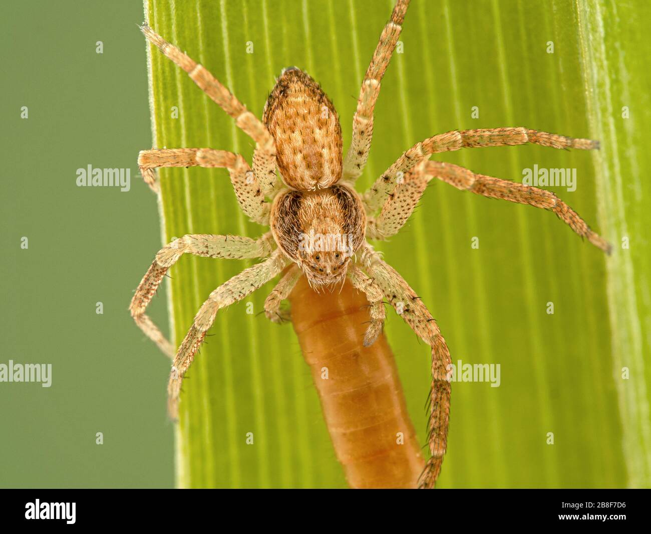 Primo piano di un ragno granchio, Philodromus dispar, nutrirsi di una larva coleottero che ha ucciso. Vista dorsale. Ladner, Delta, British Columbia, Canada Foto Stock