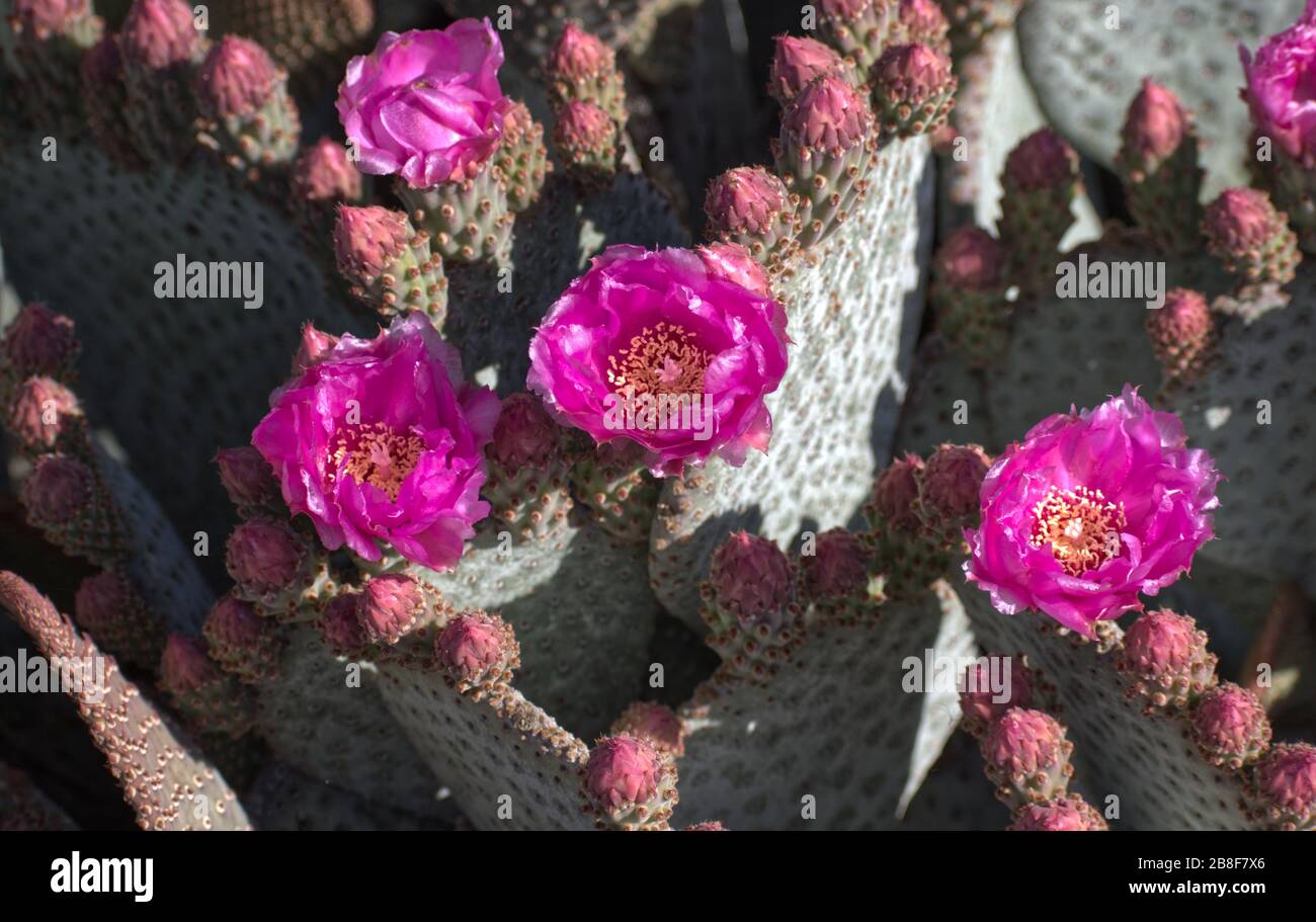 Bel gruppo di fiori rosa su Barbery Fig Cactus nella primavera Foto Stock