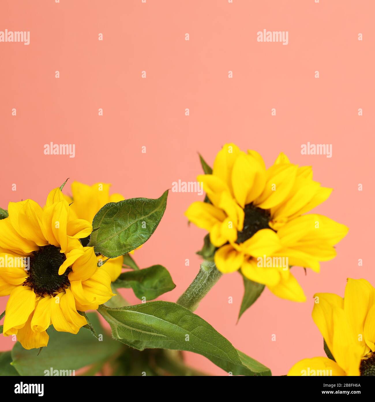 Girasoli gialli su sfondo rosa. Composizione floreale, vista dall'alto, spazio di copia Foto Stock
