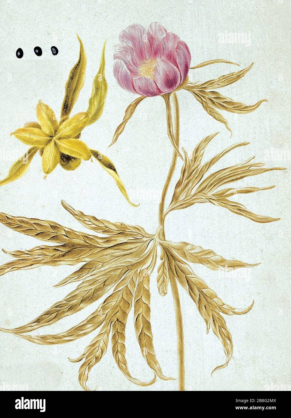 Gmelin - Flora sibirica - Paeonia anomala L 3. Foto Stock