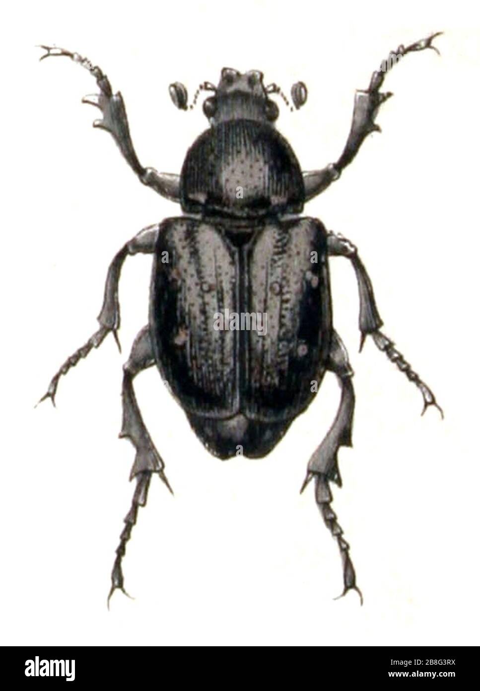 Gnorimus.variabilis.-.calwer.17.15. Foto Stock