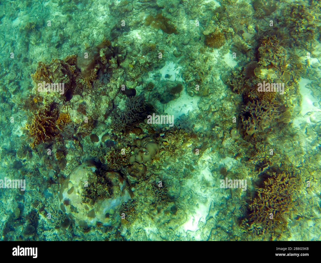 Barriera corallina a Doang Doangan Island, Sulawesi, Indonesia Foto Stock