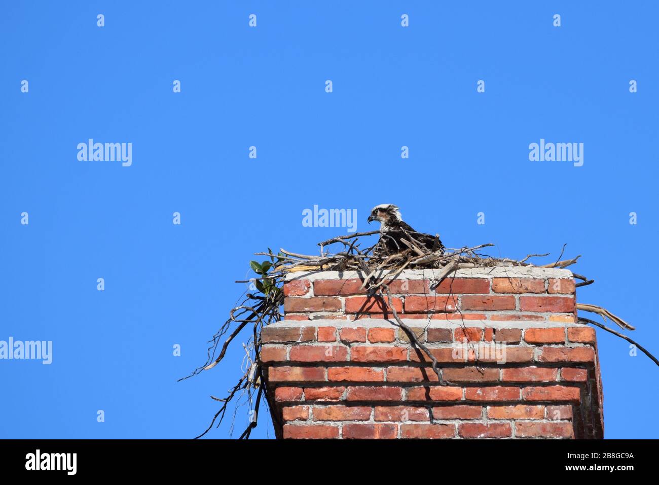 Osprey nidificazione sul camino al faro di Sanibel, Florida Foto Stock