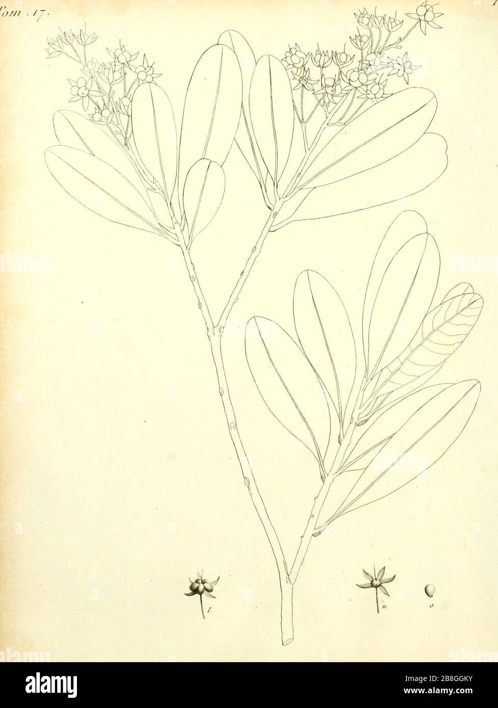 Gomphia Obusifolia De Candolle 1811 t08. Foto Stock