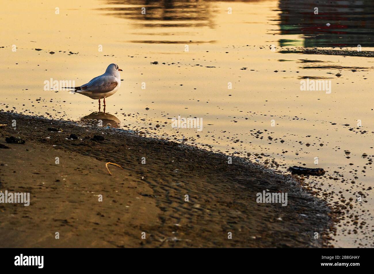 Bellissimo uccello Foto Stock