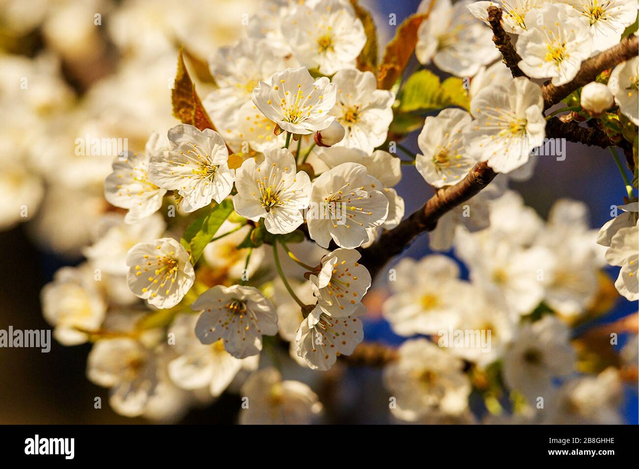 fiore naturale Foto Stock