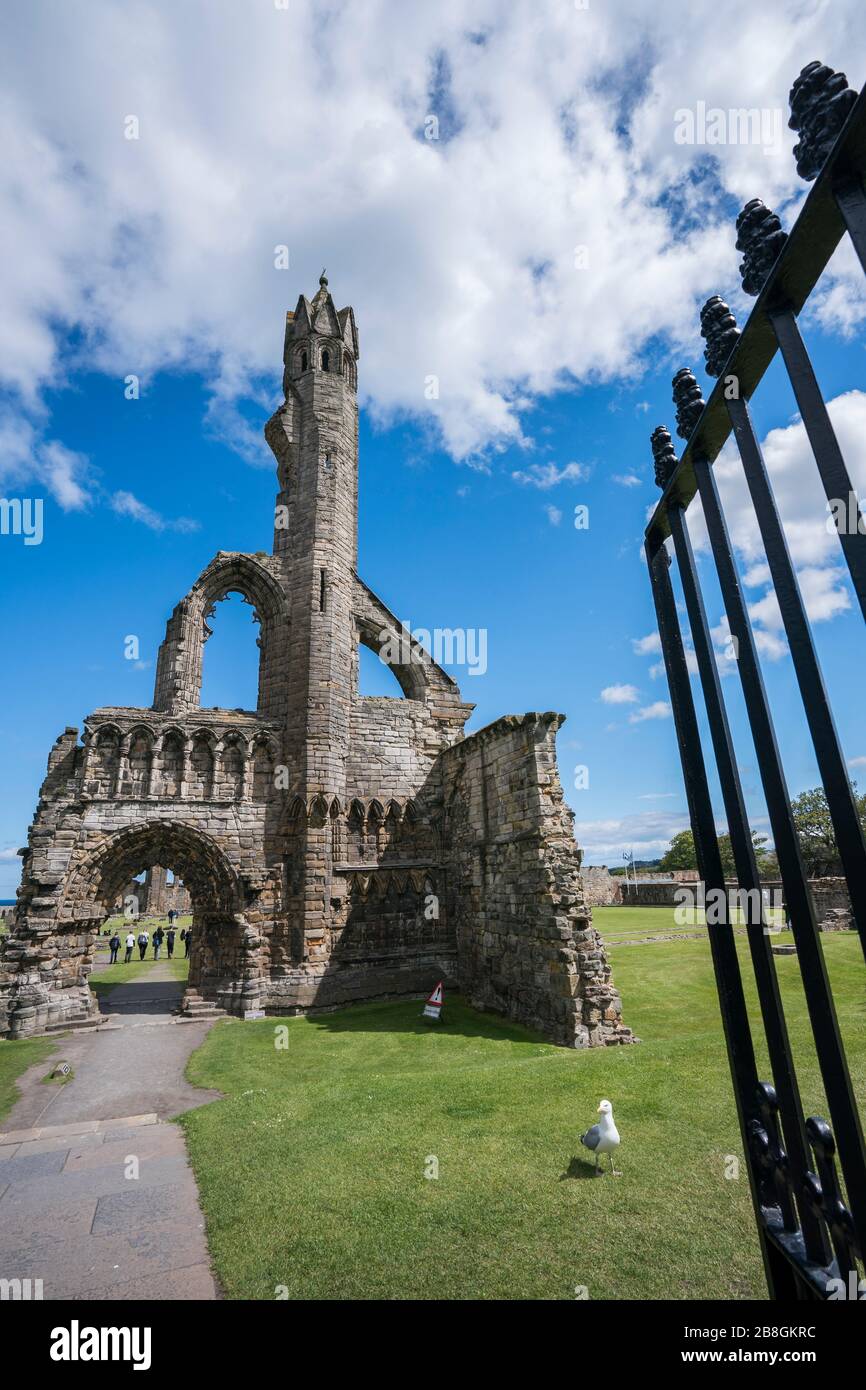 Rovine della cattedrale di St. Andrews in una giornata estiva, St. Andrews, Scozia, costa di Fife, Regno Unito Foto Stock