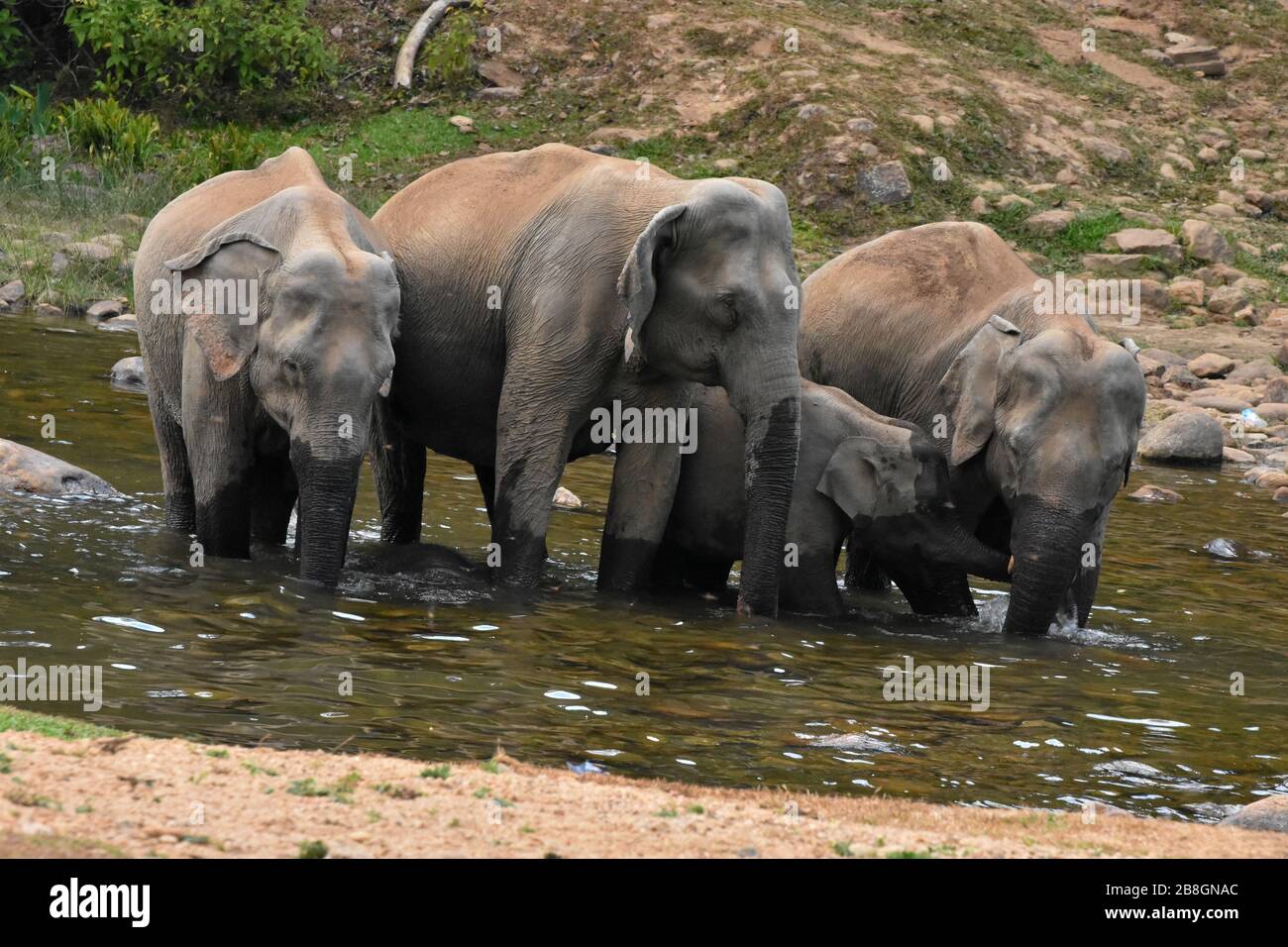Elefanti indiani Foto Stock