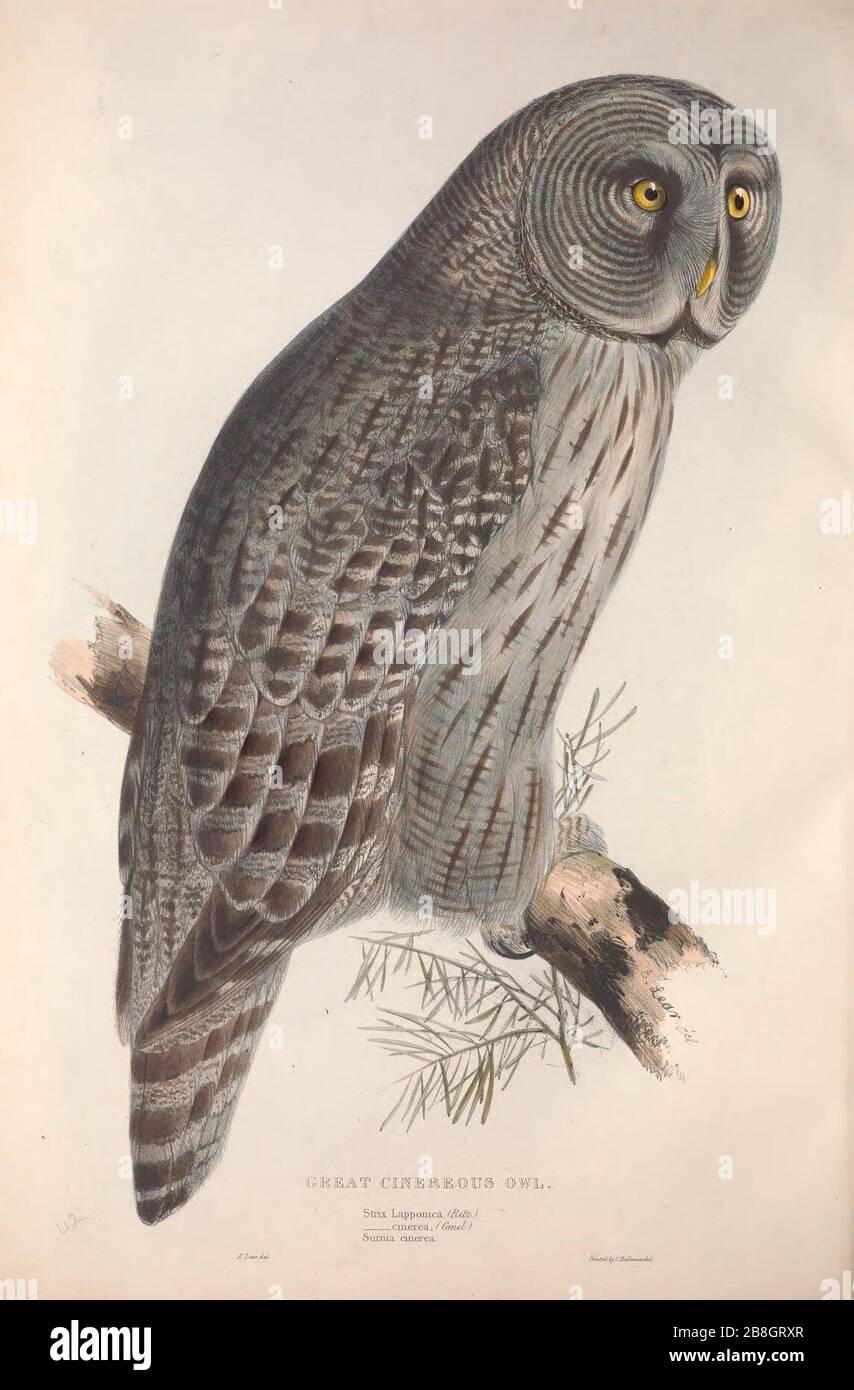 GouldBirdsEuropeIGrey Gufo Cinerario. Foto Stock