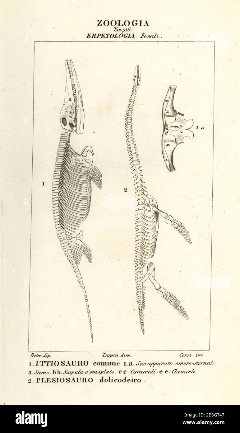 Scheletri di dinosauri estinti Ichthyosaurus communis 1 e Plesiosaurus dolichodeirus 2. Ittiosauro comune, Plesiosauro dolicodeiro. Incisione a cippoli in copperplate dal Dizionario delle Scienze naturali di Antoine Laurent de Jussieu, Firenze, Italia, 1837. Illustrazione incisa da Corsi, disegnata da Jean Gabriel Pretre e diretta da Pierre Jean-Francois Turpin, e pubblicata da Batelli e figli. Turpin (1775-1840) è considerato uno dei più grandi illustratori botanici francesi del 19 ° secolo. Foto Stock