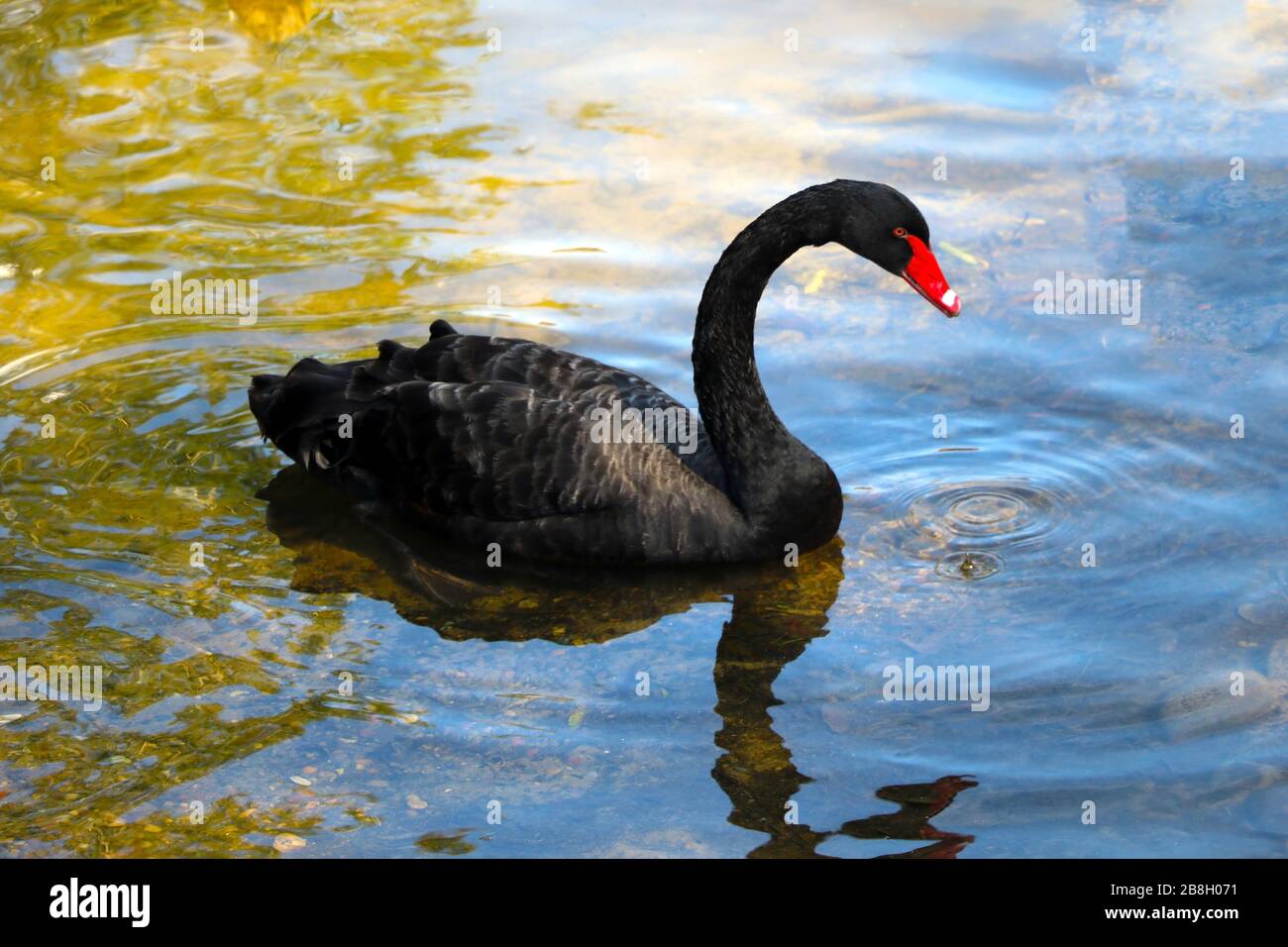 Una bella cigno nera nuota sul lago in una giornata di sole. I cigni neri si nutrono principalmente di piante acquatiche e piccole alghe, non disdaino anche grano Foto Stock