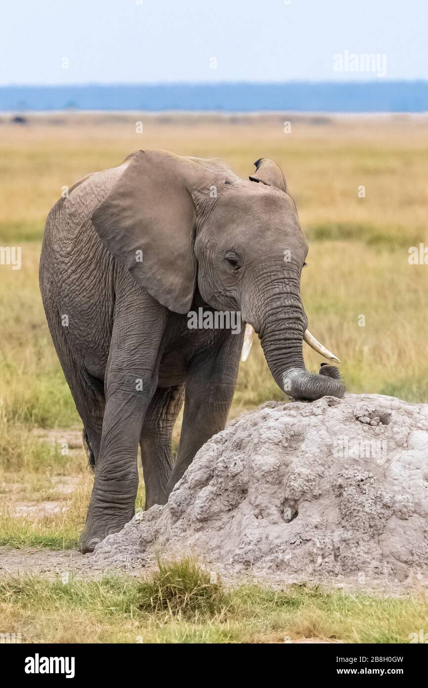 giovane elefante che graffia il suo tronco su un termite, con un atteggiamento divertente Foto Stock