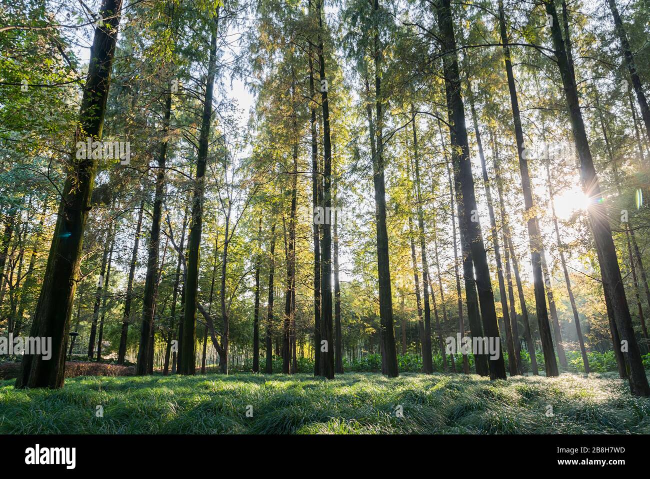 Foresta Hangzhou West Lake, Zhejiang Hangzhou Foto Stock