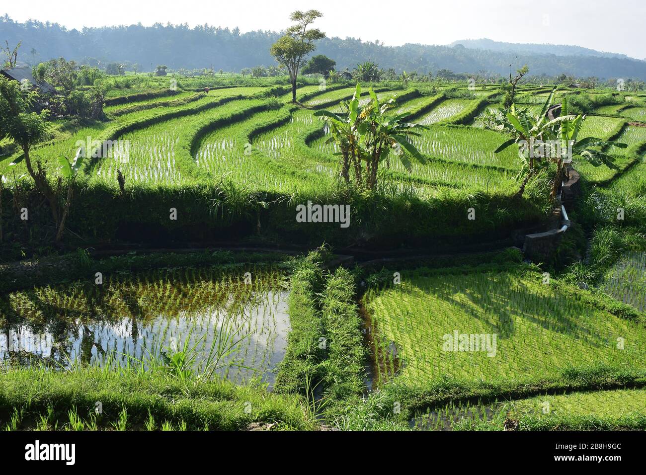 Campi di riso terrazzati con irrigazione e piante di banana occasionali. Foto Stock