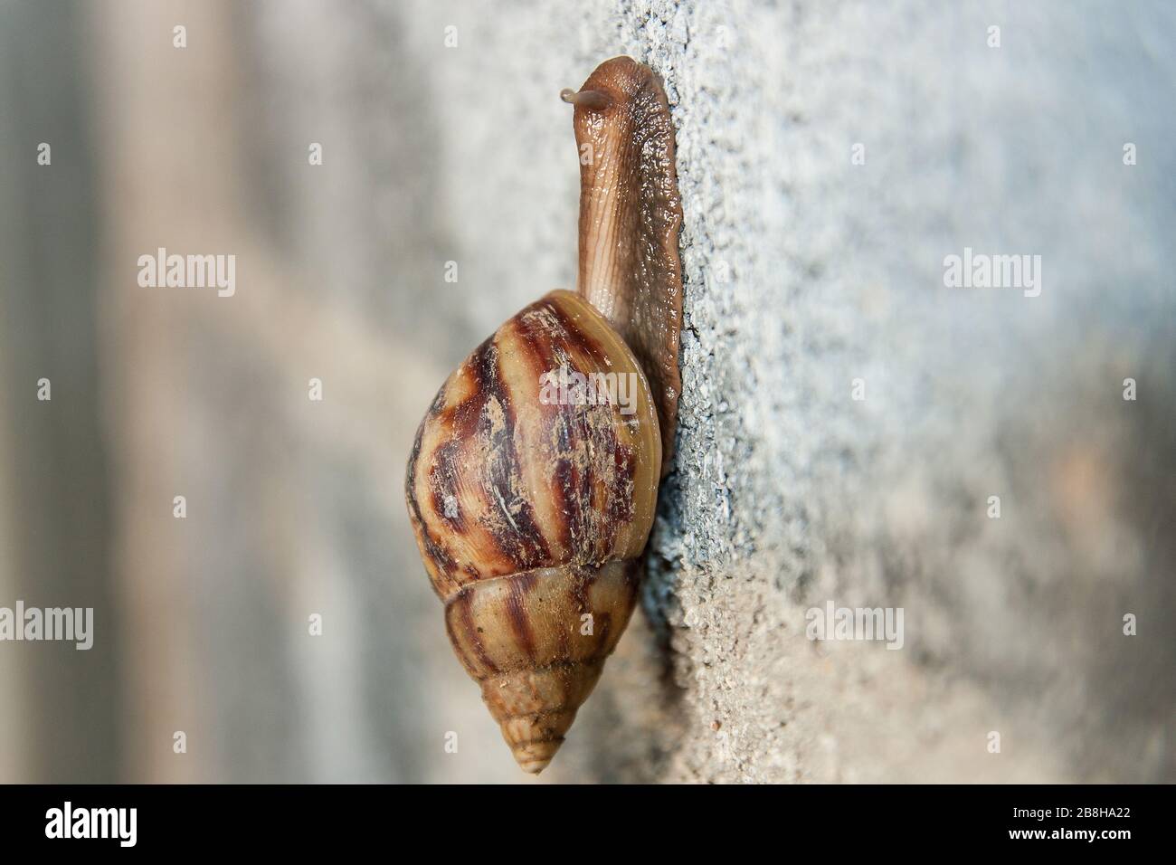 Grande lumaca marrone salita su un muro di mattoni Foto Stock