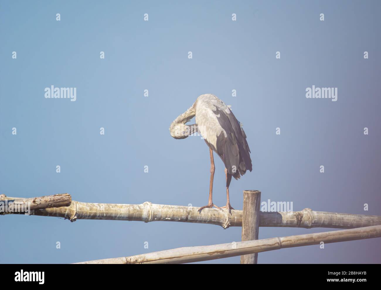 Gli uccelli vivono e nuotano nei laghi d'acqua dolce, gli uccelli locali nelle zone umide del mondo (sito Ramsa). Foto Stock