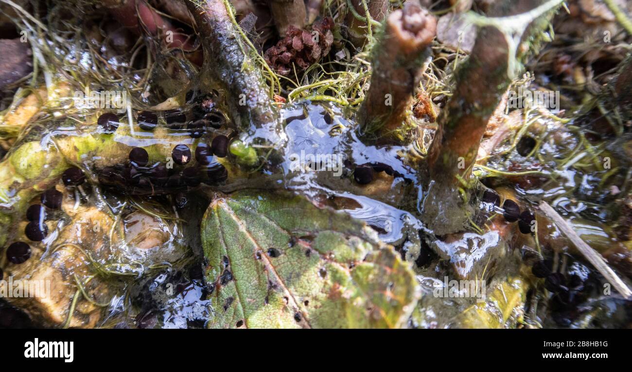 Corde di uova di rospo aggrappate ai gambi delle piante di stagno. Foto Stock