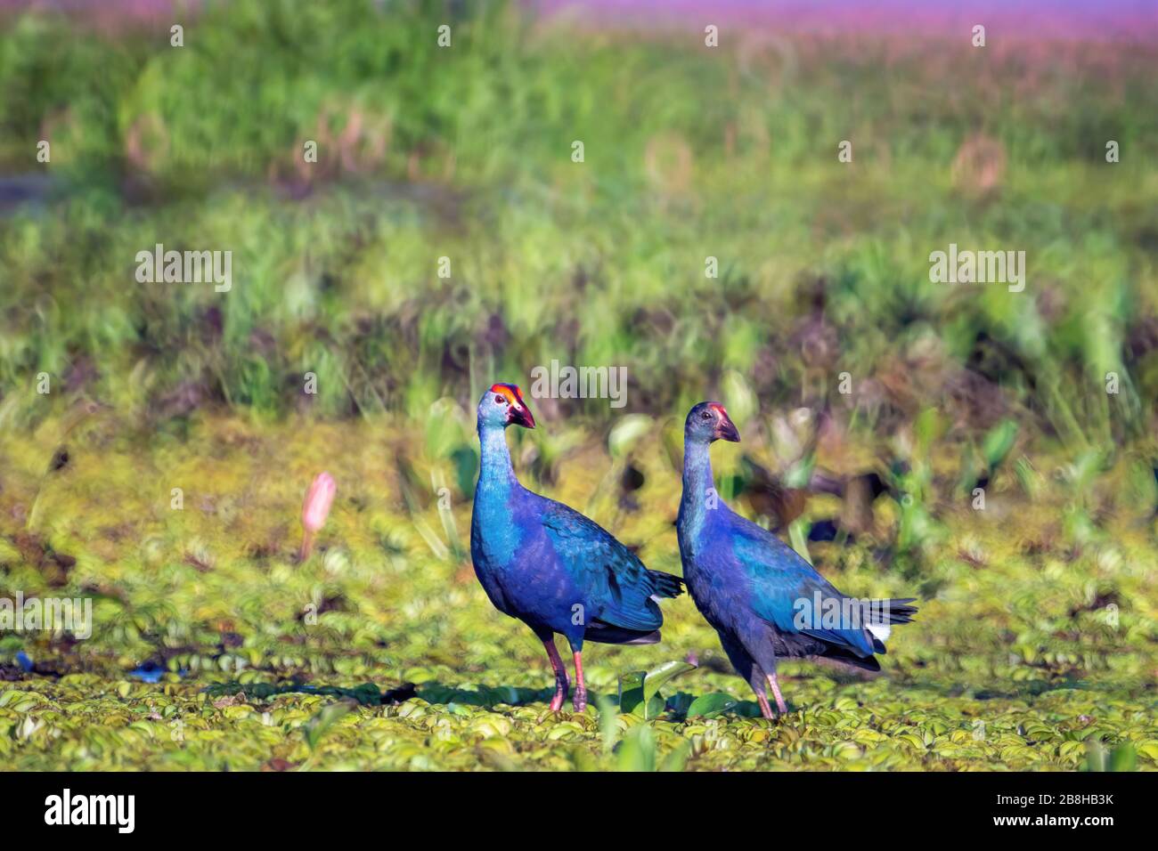 Gli uccelli vivono nei laghi d'acqua dolce, gli uccelli locali nelle zone umide del mondo (sito di Ramsa). Foto Stock