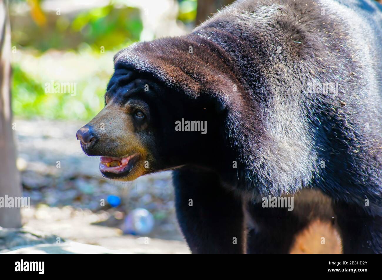 Malese orso di sole o orso di miele, è un nero e la bocca è gialla, pelosa, guardando qualcosa Foto Stock