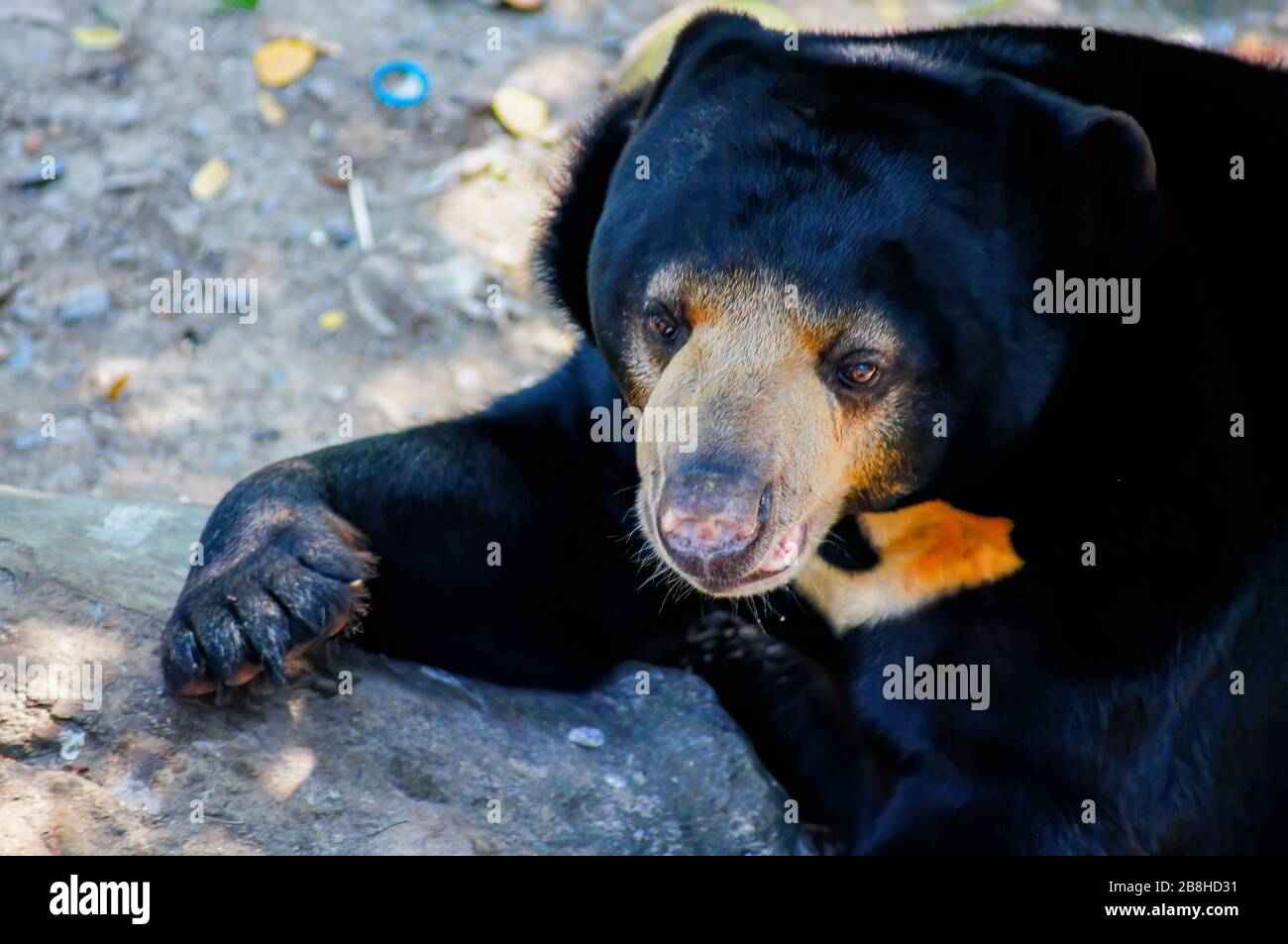 Malese orso di sole o orso di miele, è un nero e la bocca è gialla, pelosa, guardando qualcosa Foto Stock