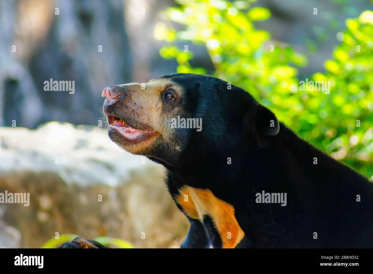 Malese orso di sole o orso di miele, è un nero e la bocca è gialla, pelosa, guardando qualcosa Foto Stock