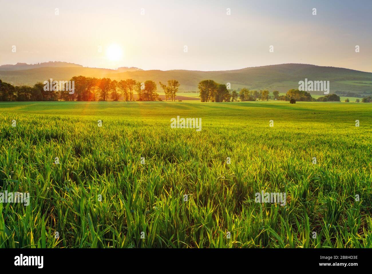 Green campo di grano al tramonto con Sun Foto Stock