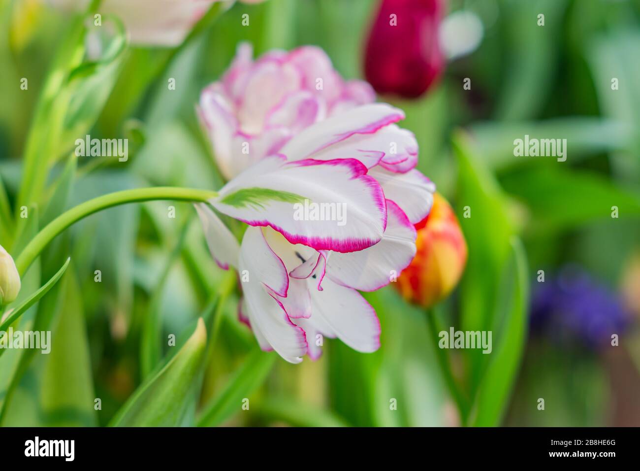 primo piano di tulipano bianco fiore su sfondo floreale Foto Stock