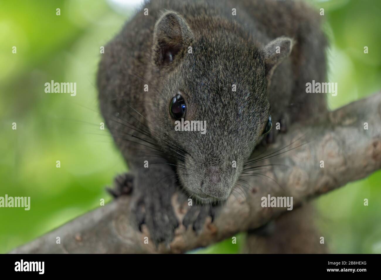 Lo scoiattolo marrone si trova sull'albero frangipani. Non vediamo l'ora. Foto Stock