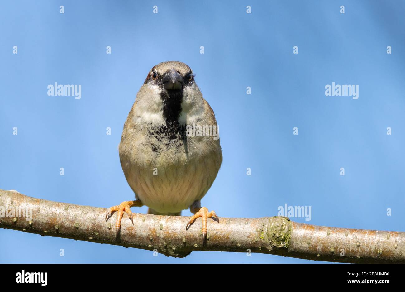 Fauna selvatica animale, un passero di casa seduta su un ramo di albero in cerca di cibo. Foto Stock