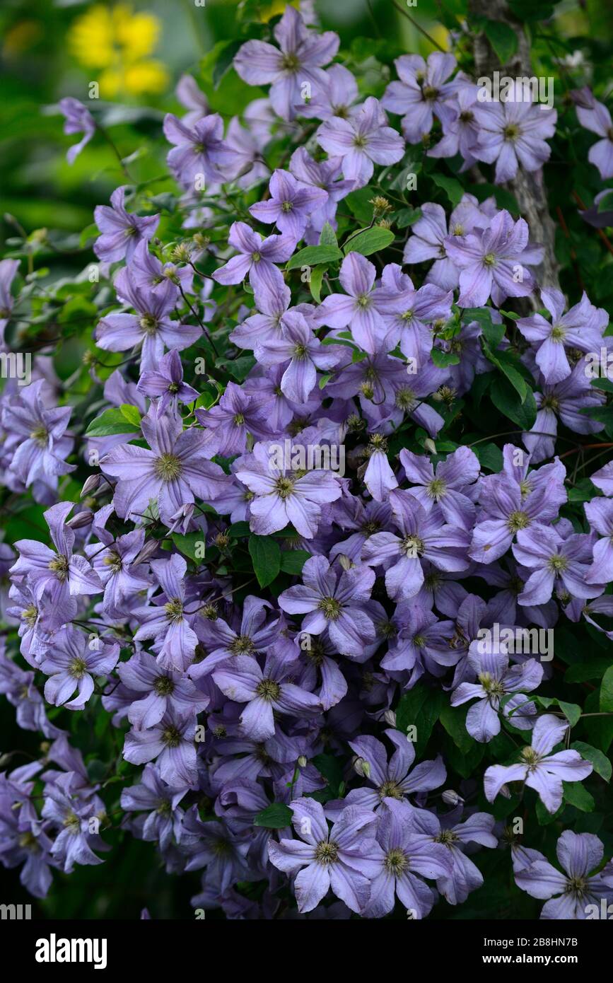 Clematis viticella Blue Angel,crescere su tronco d'albero,aralia,letto misto,confine misto,fioritura,fiori blu,giardino,giardini,RM Floreale Foto Stock